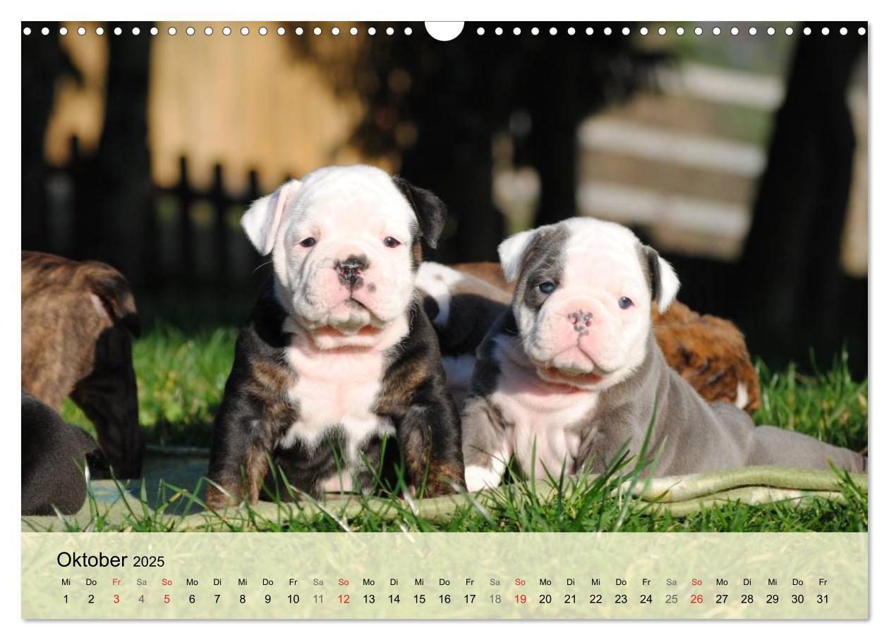 Bild: 9783435729296 | Bulldoggen-Kindergarten (Wandkalender 2025 DIN A3 quer), CALVENDO...