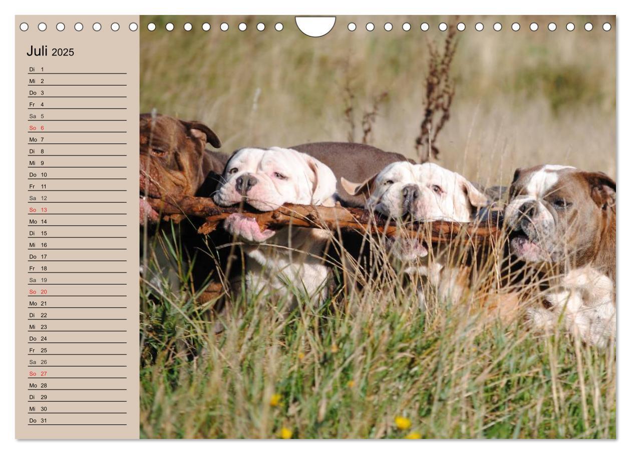 Bild: 9783435535347 | Faszination Bulldogge (Wandkalender 2025 DIN A4 quer), CALVENDO...