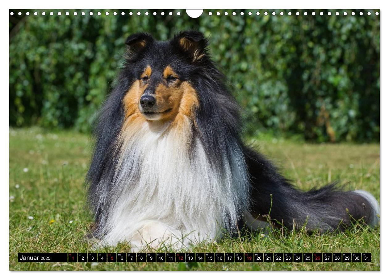 Bild: 9783435568956 | Collie - Mein bester Freund (Wandkalender 2025 DIN A3 quer),...