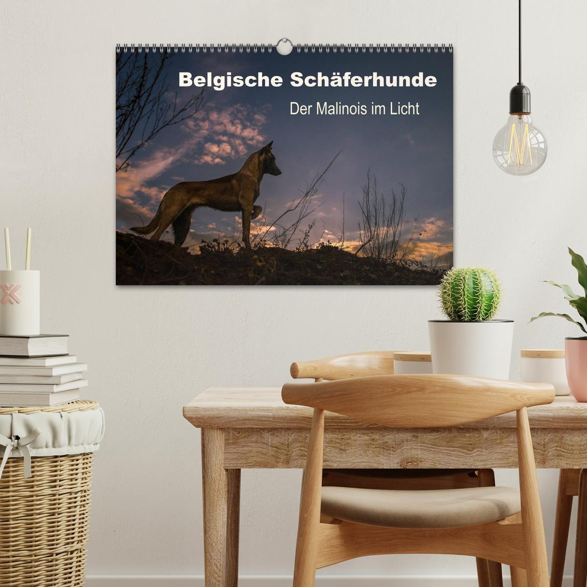 Bild: 9783435638697 | Belgische Schäferhunde - Der Malinois im Licht (Wandkalender 2025...