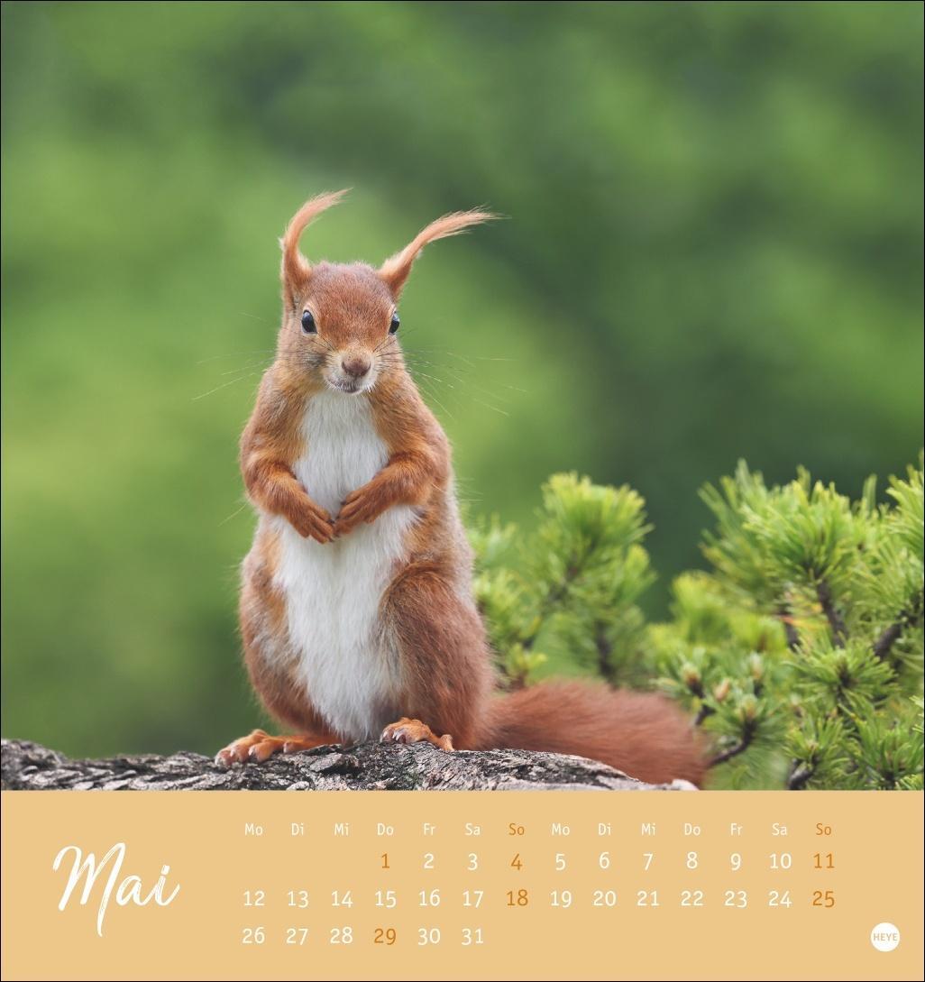 Bild: 9783756407071 | Eichhörnchen Postkartenkalender 2025 | Heye | Kalender | Spiralbindung