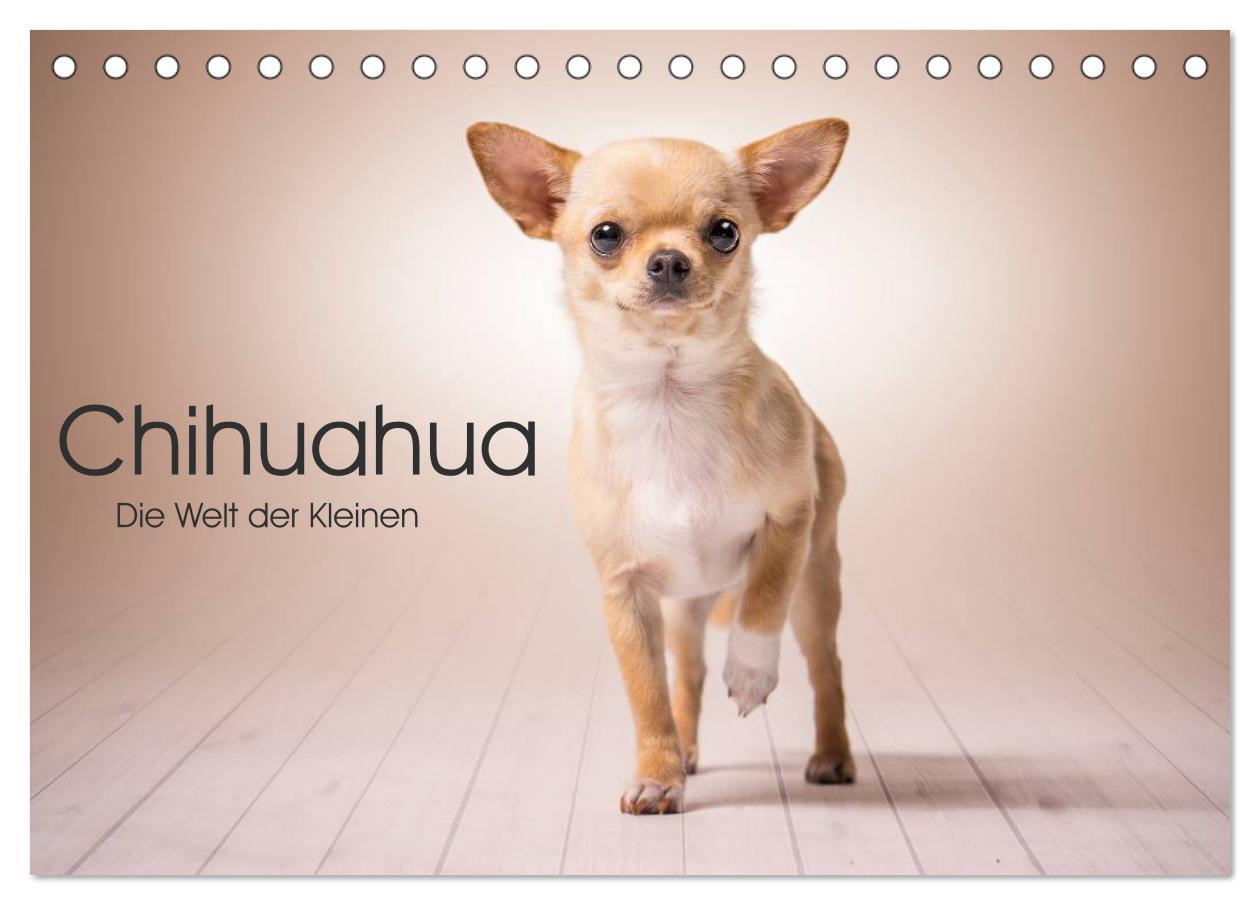 Cover: 9783435527809 | Chihuahua - Die Welt der Kleinen (Tischkalender 2025 DIN A5 quer),...