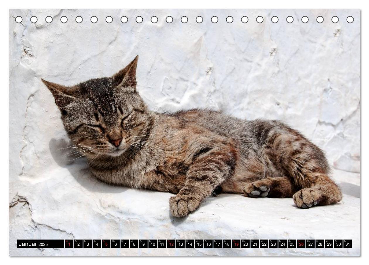 Bild: 9783435757626 | Griechische Katzen (Tischkalender 2025 DIN A5 quer), CALVENDO...