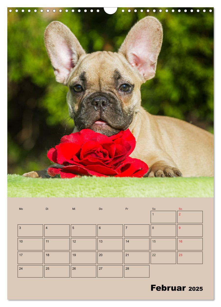 Bild: 9783435959259 | Jahresplaner Französische Bulldogge (Wandkalender 2025 DIN A3...