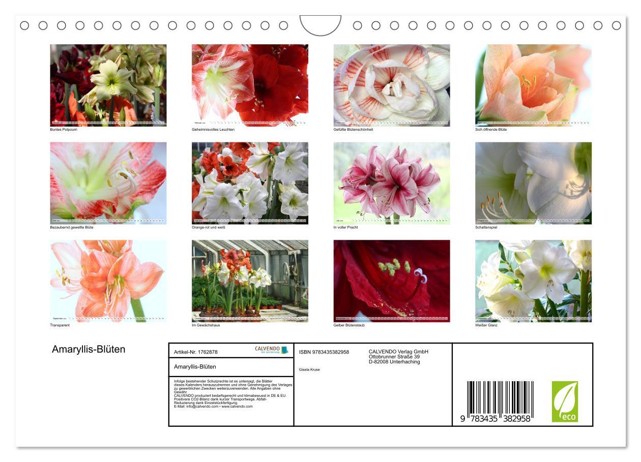 Bild: 9783435382958 | Amaryllis-Blüten (Wandkalender 2025 DIN A4 quer), CALVENDO...