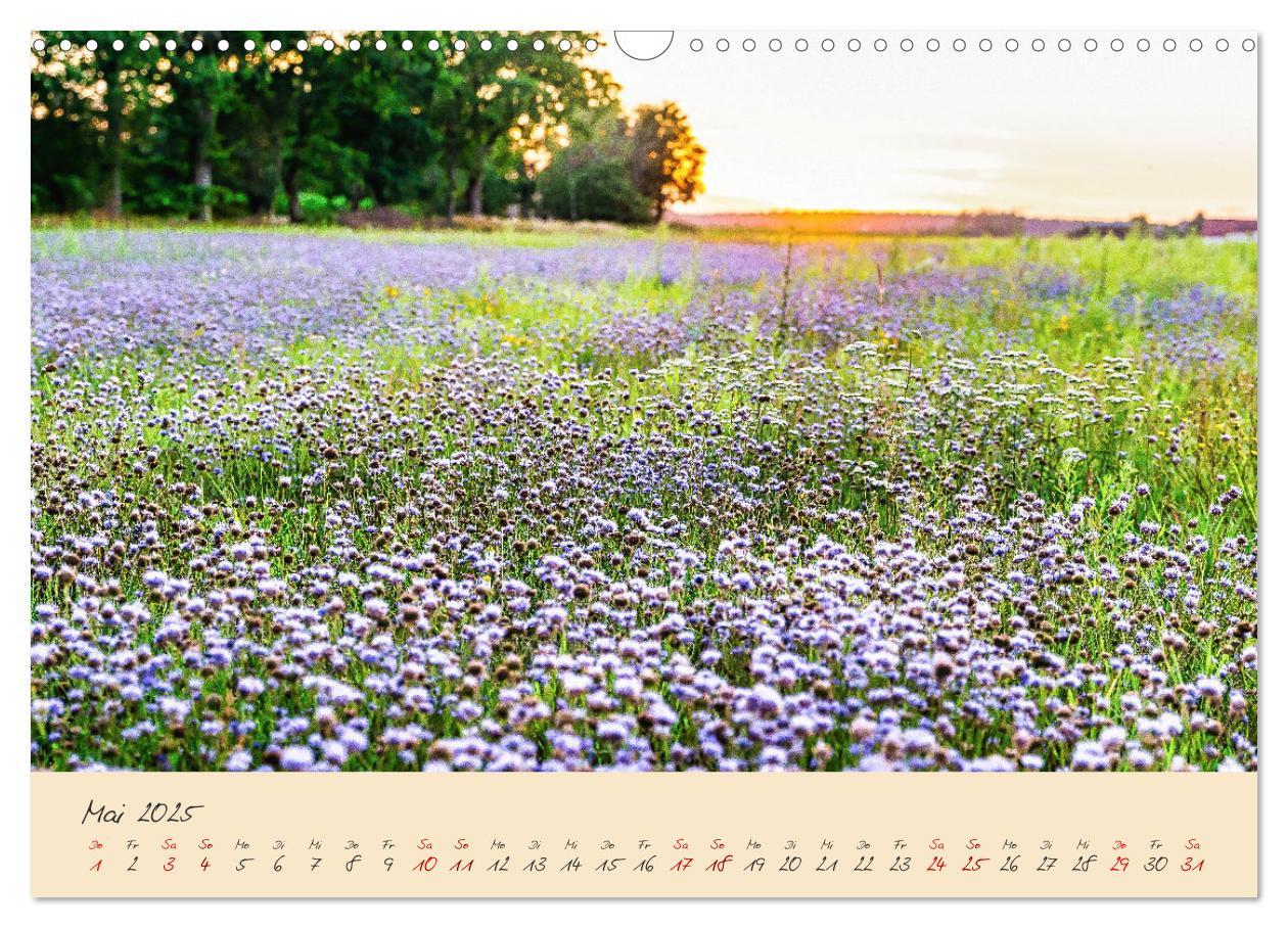 Bild: 9783383982484 | Friedländer Große Wiese (Wandkalender 2025 DIN A3 quer), CALVENDO...