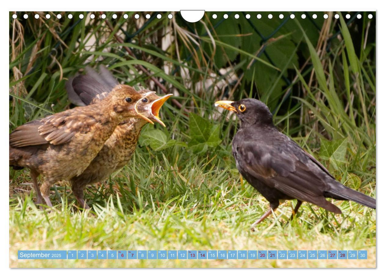 Bild: 9783435026302 | Amsel - Schwarzdrossel fotografiert von Ostfriesenfotografie...