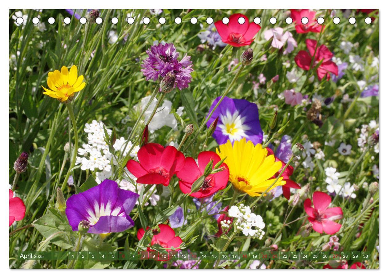 Bild: 9783435171576 | Beschwingte Blumenwelt (Tischkalender 2025 DIN A5 quer), CALVENDO...