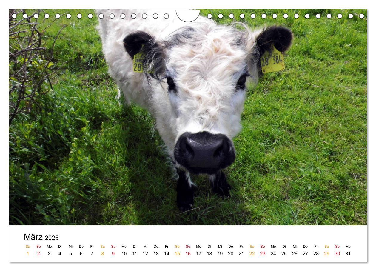 Bild: 9783435414390 | Helgoland Kalender (Wandkalender 2025 DIN A4 quer), CALVENDO...