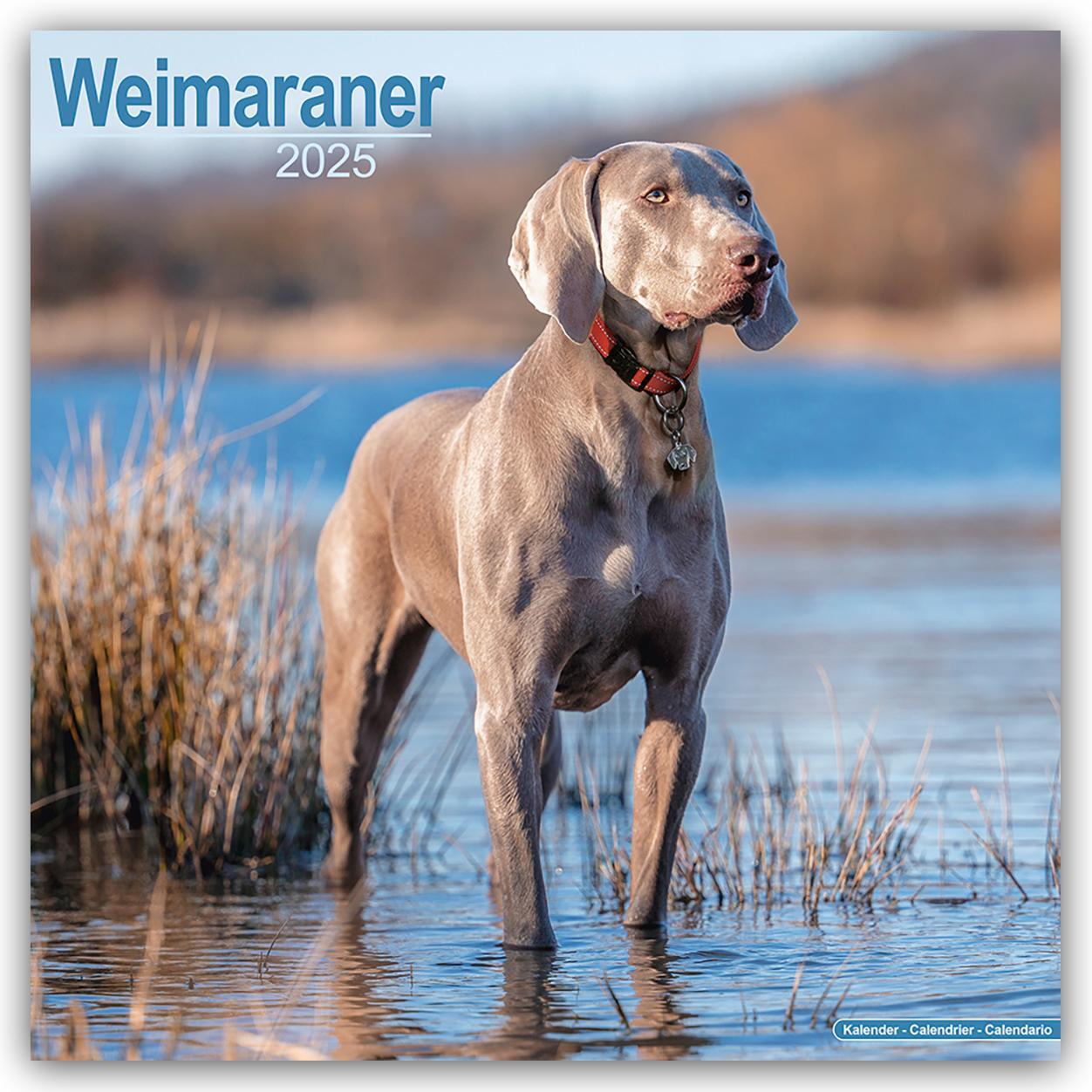 Cover: 9781804603963 | Weimaraner - Weimaraner 2025 - 16-Monatskalender | Ltd | Kalender