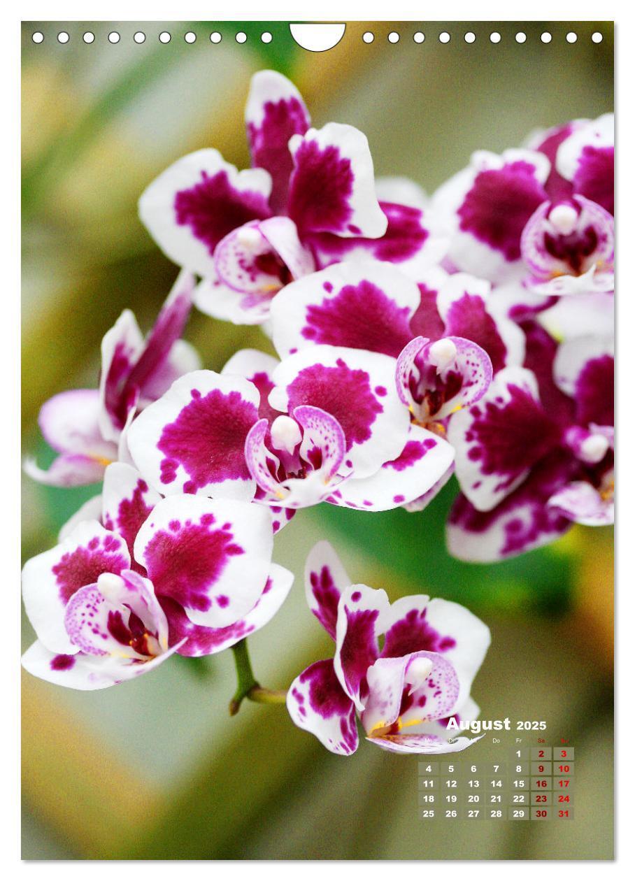 Bild: 9783435903740 | Traumhafte Orchideen (Wandkalender 2025 DIN A4 hoch), CALVENDO...