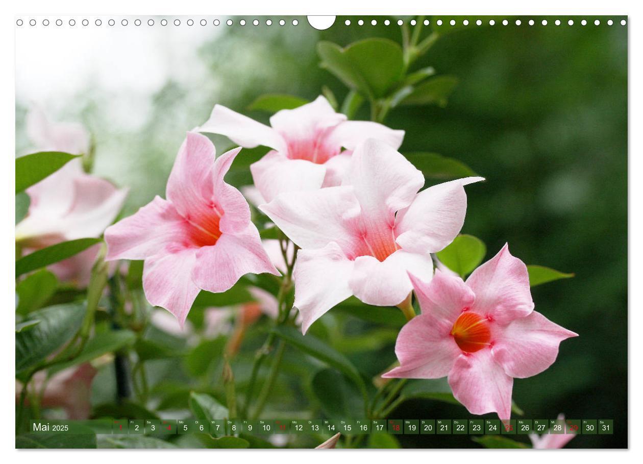 Bild: 9783435172696 | Beschwingte Blumenwelt (Wandkalender 2025 DIN A3 quer), CALVENDO...