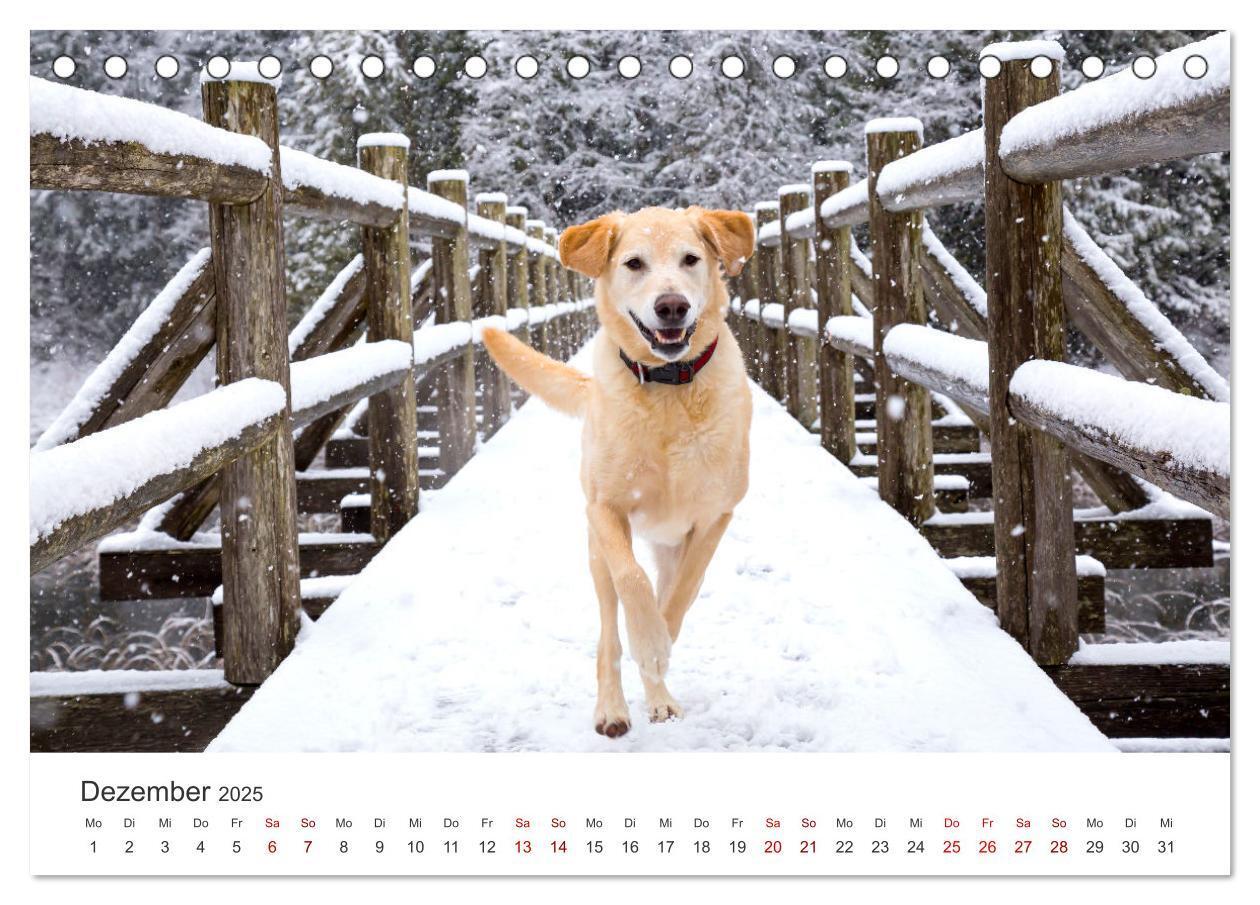 Bild: 9783383941504 | Golden Retriever - Die treuen Begleiter. (Tischkalender 2025 DIN A5...