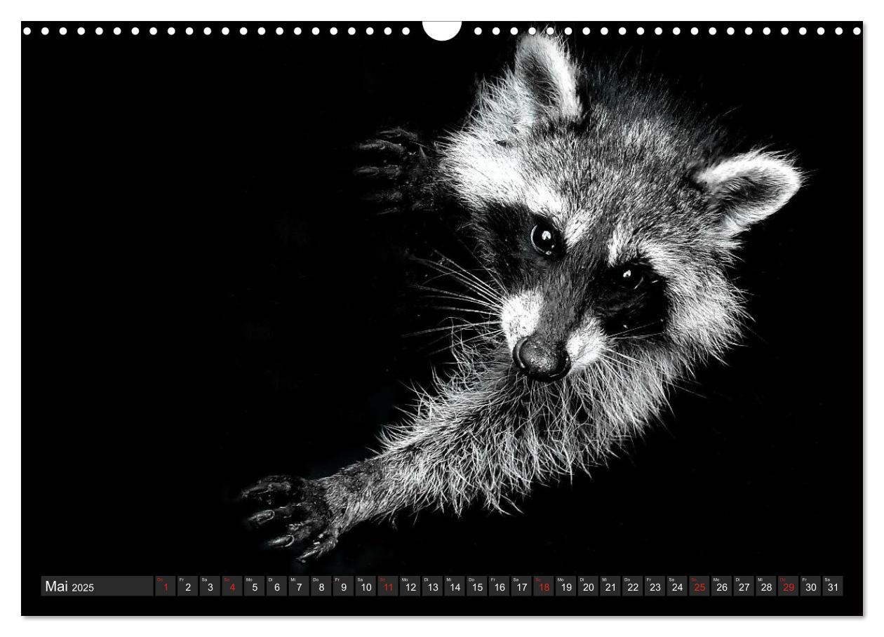 Bild: 9783435229178 | Besuch vom Waschbär (Wandkalender 2025 DIN A3 quer), CALVENDO...