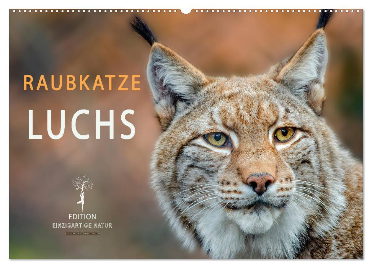 Cover: 9783435118144 | Raubkatze Luchs (Wandkalender 2025 DIN A2 quer), CALVENDO...