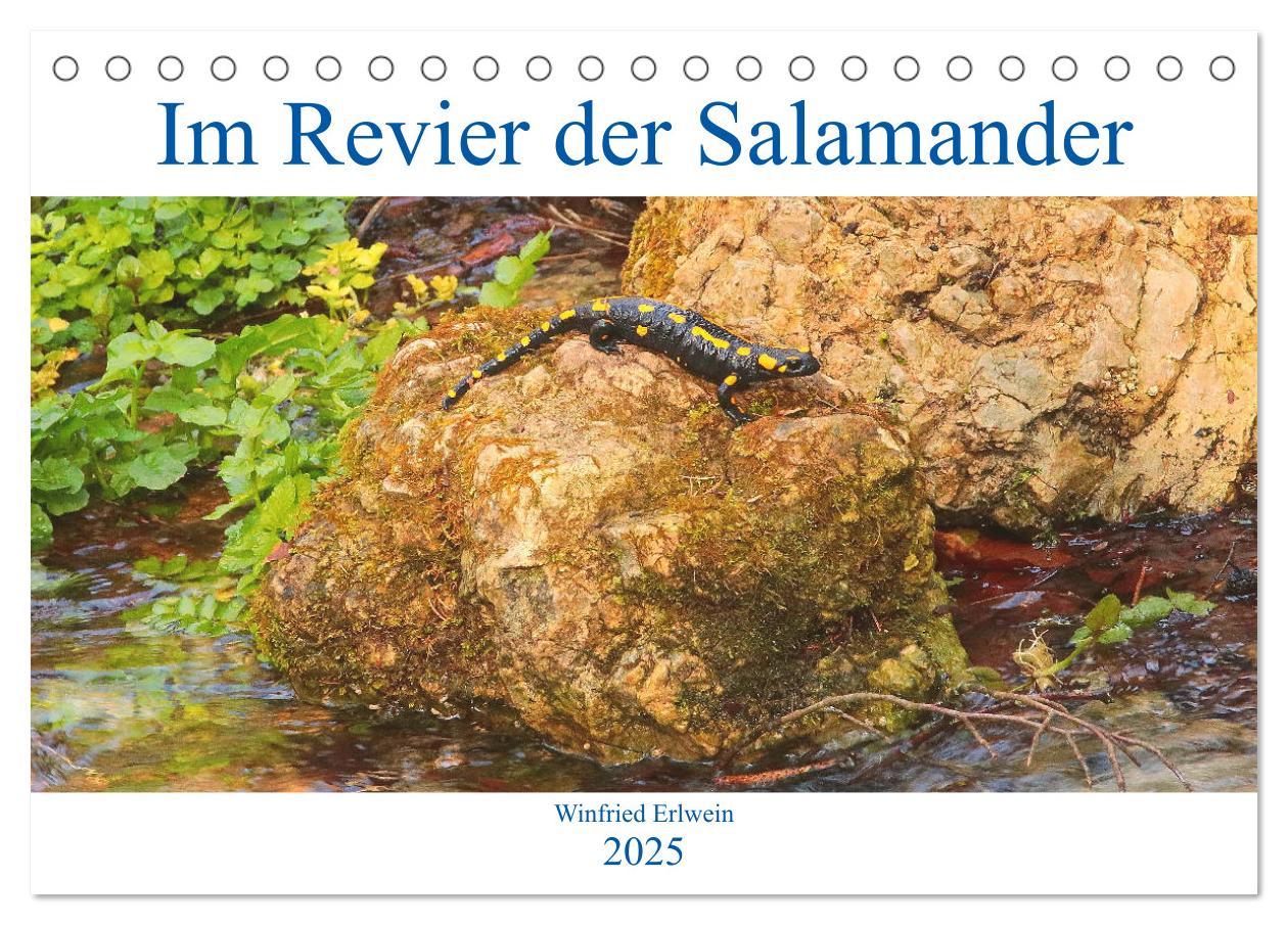 Cover: 9783435131082 | Im Revier der Salamander (Tischkalender 2025 DIN A5 quer), CALVENDO...