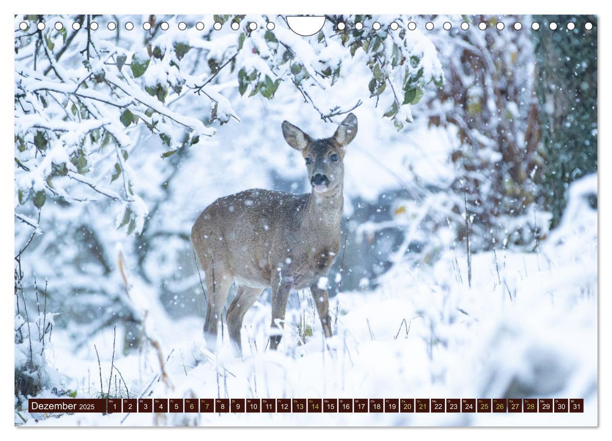 Bild: 9783457175958 | Zauberhafte Wesen - anmutiges Rehwild (Wandkalender 2025 DIN A4...