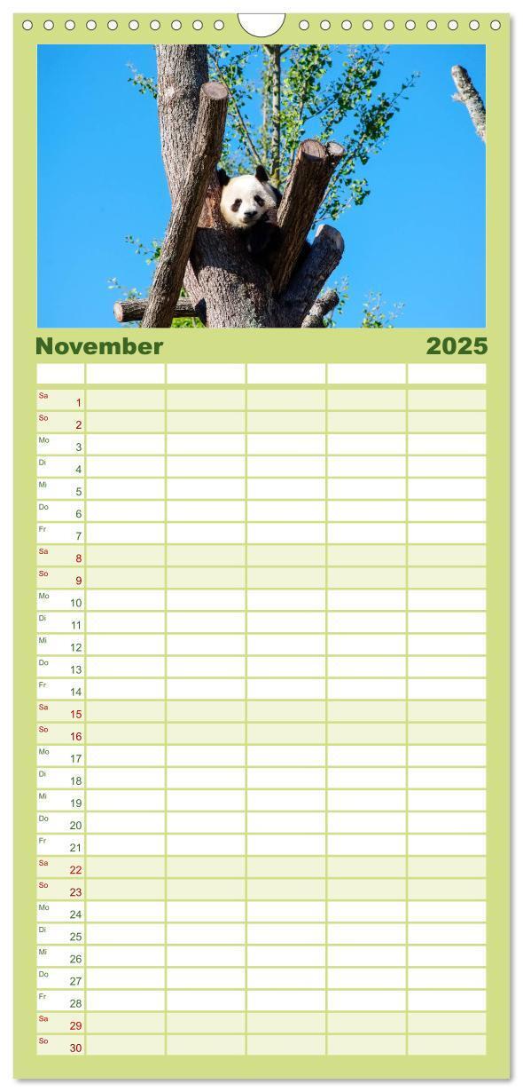 Bild: 9783457116166 | Familienplaner 2025 - Niedlicher Panda mit 5 Spalten (Wandkalender,...