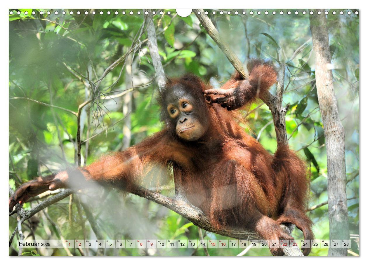 Bild: 9783435227655 | Orang Utans: Zu Besuch im Regenwald (Wandkalender 2025 DIN A3...