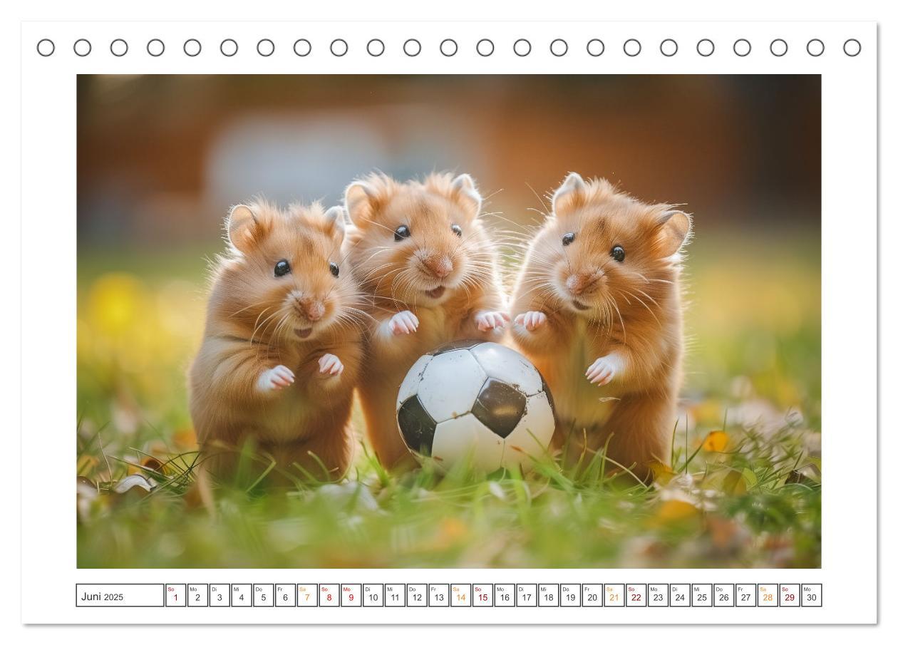 Bild: 9783435084876 | Lustige Hamster (Tischkalender 2025 DIN A5 quer), CALVENDO...