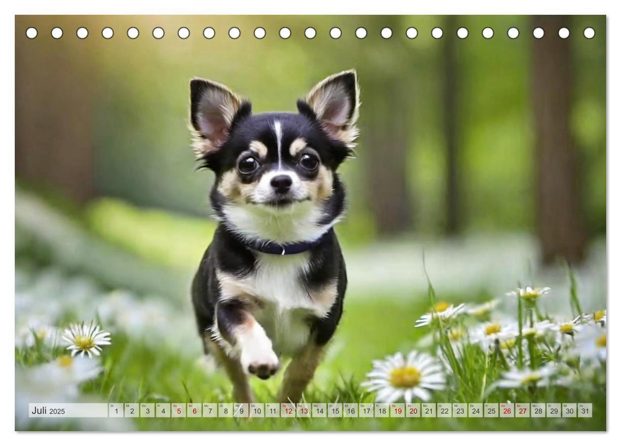 Bild: 9783383811661 | Chihuahuas - Kleine Hunde - große Temperamentbündel (Tischkalender...