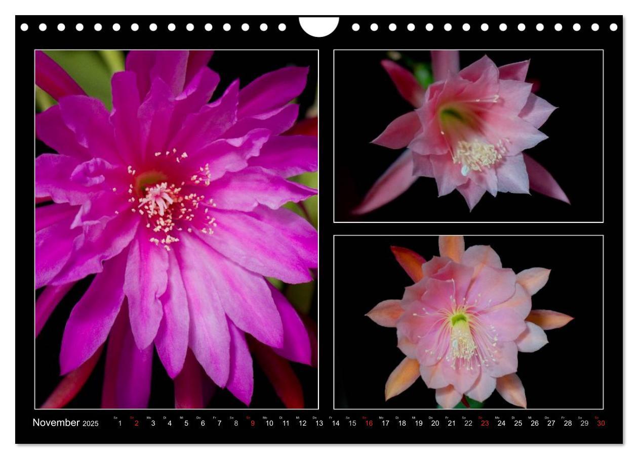 Bild: 9783435637171 | Epiphyllum-Hybriden (Wandkalender 2025 DIN A4 quer), CALVENDO...