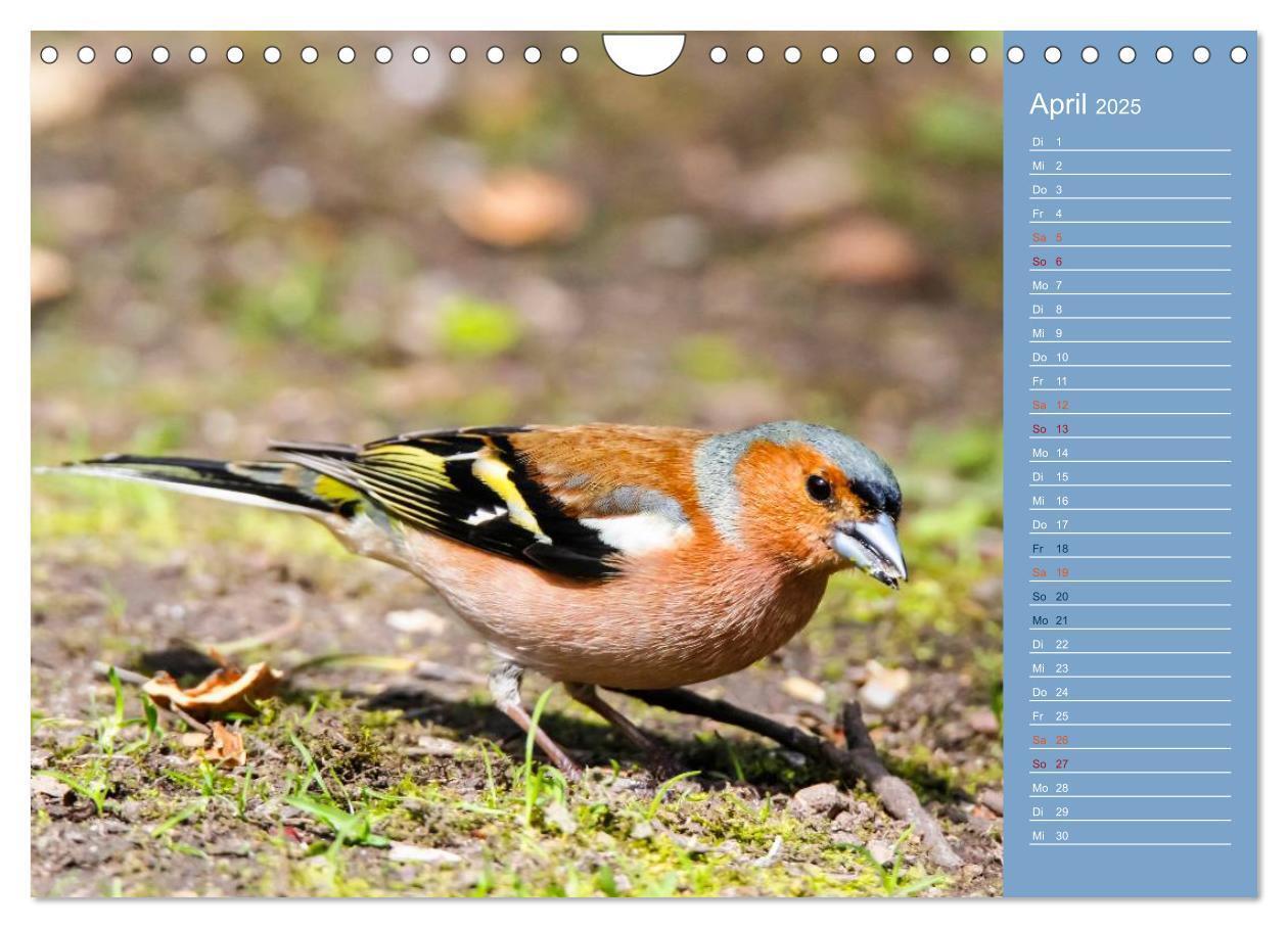 Bild: 9783435555062 | Gefiederte Gartenfreunde (Wandkalender 2025 DIN A4 quer), CALVENDO...