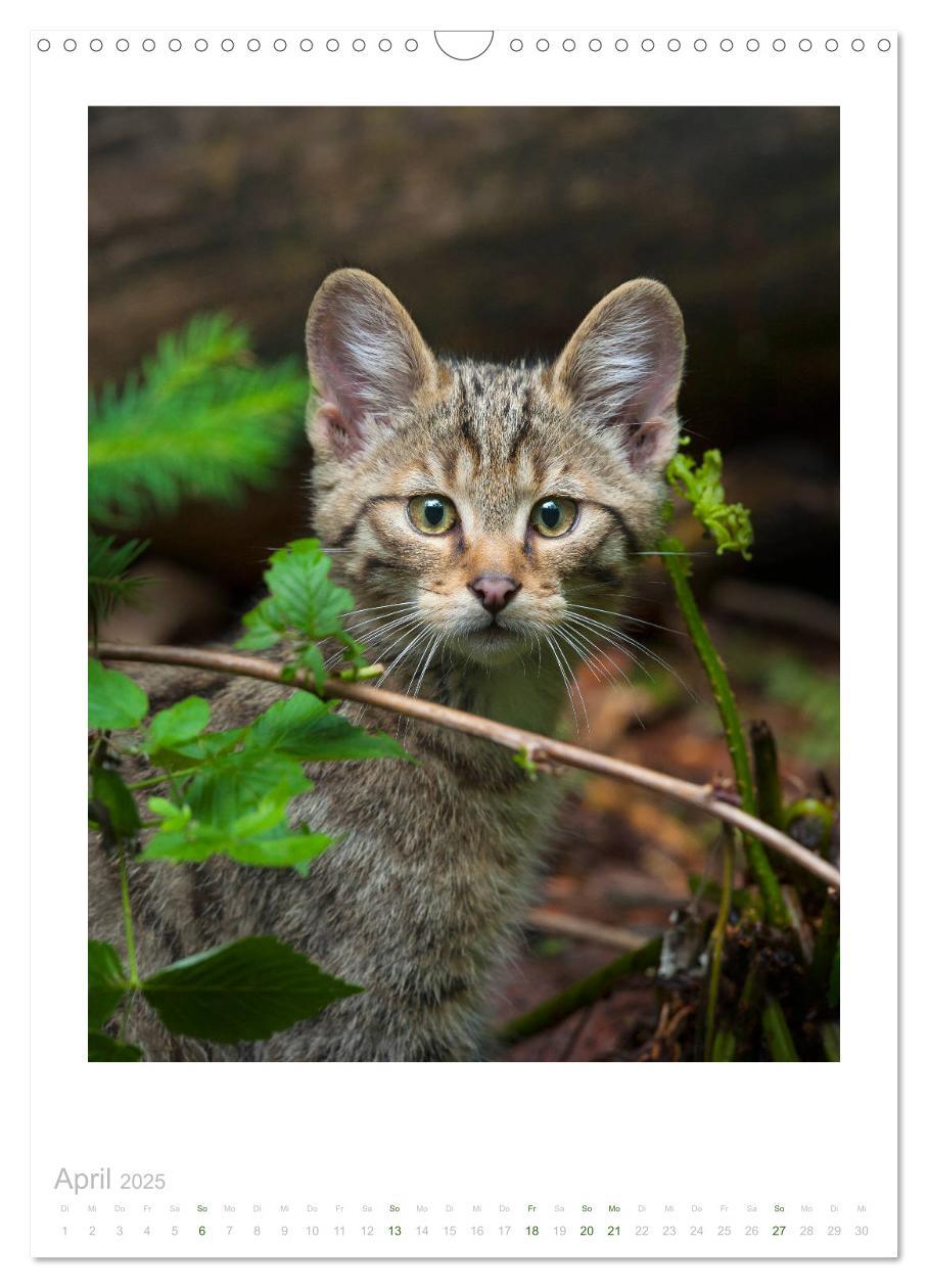 Bild: 9783435954179 | Wildkatzen - Kleine Samtpfoten des Waldes (Wandkalender 2025 DIN A3...