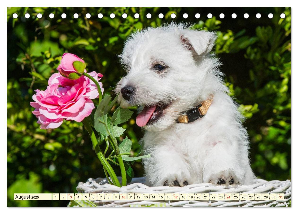 Bild: 9783435461714 | Kobold auf 4 Pfoten - West Highland White Terrier (Tischkalender...