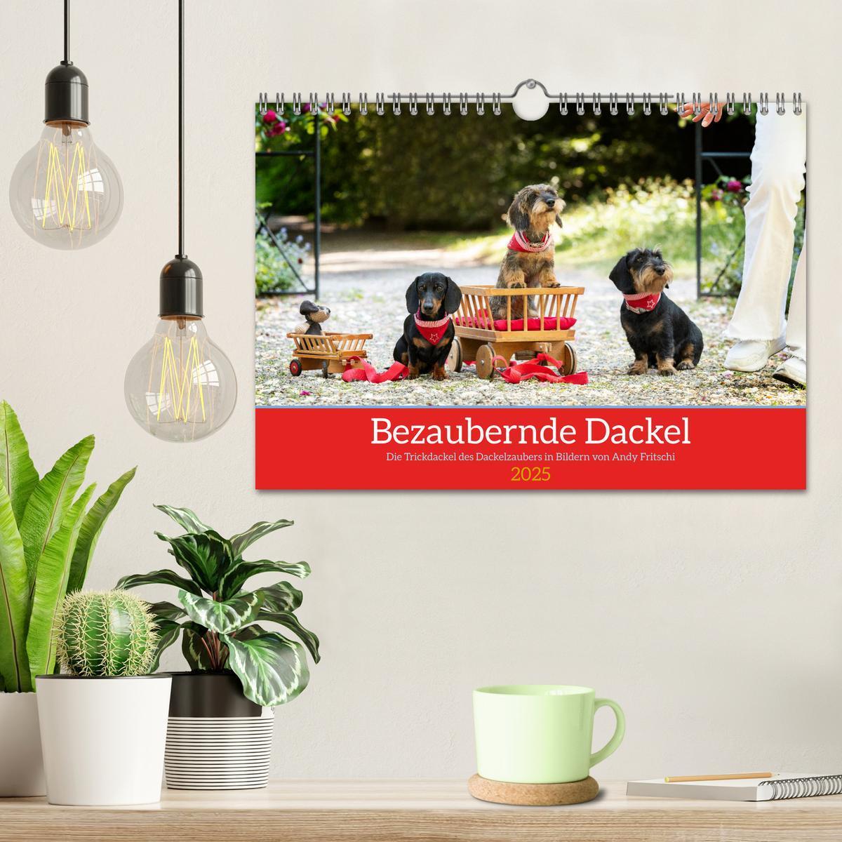 Bild: 9783435014125 | Bezaubernde Dackel (Wandkalender 2025 DIN A4 quer), CALVENDO...