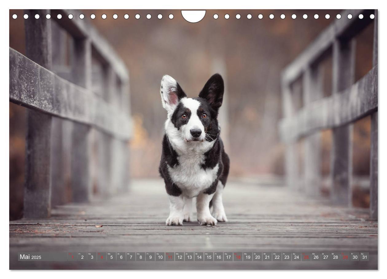 Bild: 9783435118861 | Welsh Corgi - Der Kobold unter den Hunden (Wandkalender 2025 DIN A4...