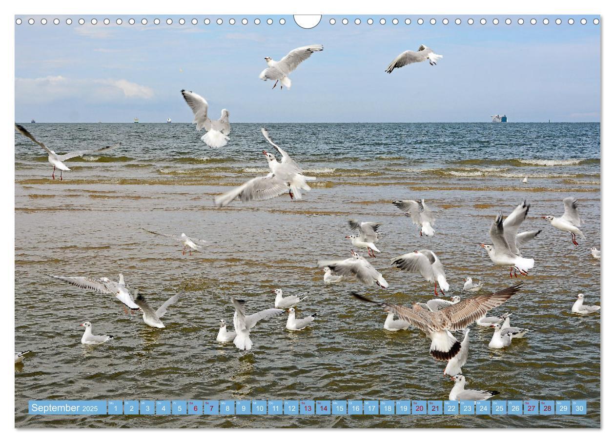 Bild: 9783435072149 | Grüße von Usedom (Wandkalender 2025 DIN A3 quer), CALVENDO...