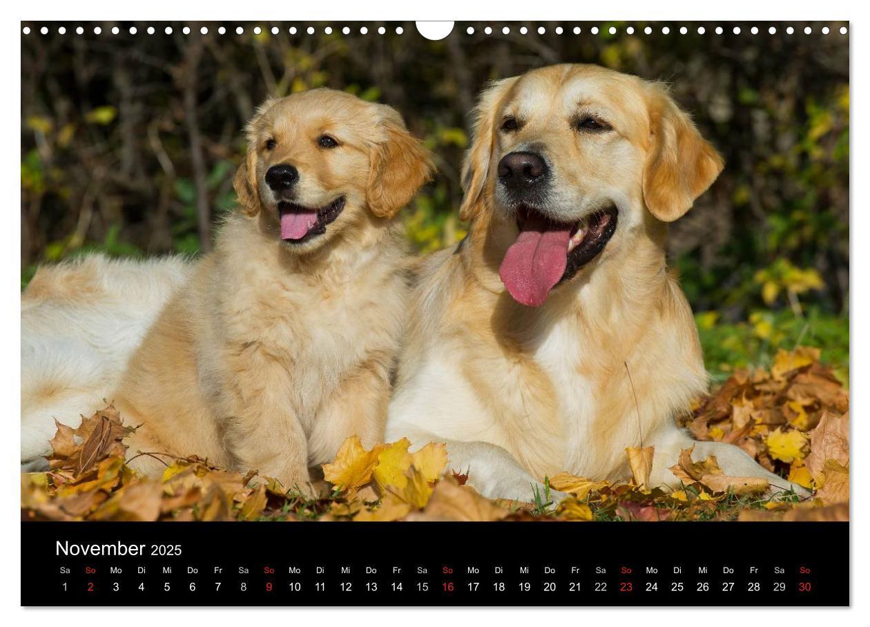 Bild: 9783435802050 | Golden Retriever - Ein Herz auf 4 Pfoten (Wandkalender 2025 DIN A3...