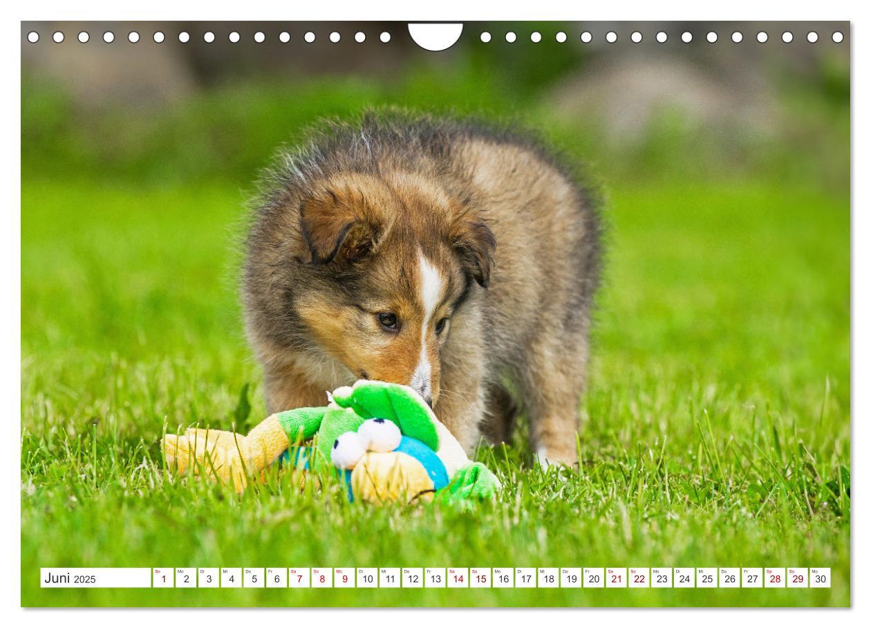 Bild: 9783457169902 | Sheltie - Ein Stück vom Glück (Wandkalender 2025 DIN A4 quer),...