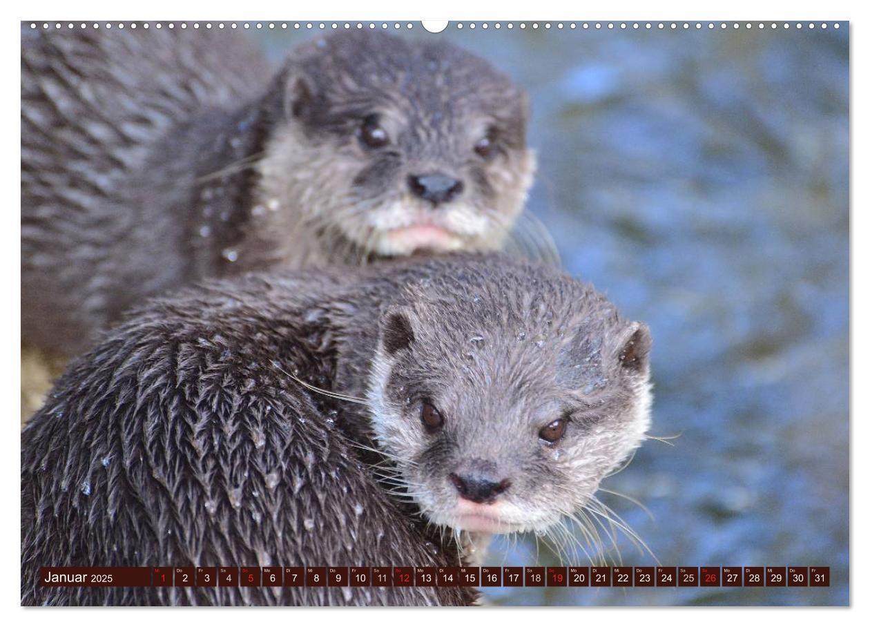 Bild: 9783435605323 | Otter. Frech, laut und clever (Wandkalender 2025 DIN A2 quer),...