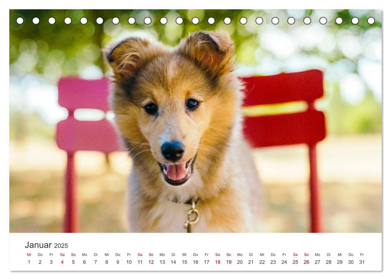 Bild: 9783383916519 | Shelties - Die zuckersüßen Vierbeiner. (Tischkalender 2025 DIN A5...