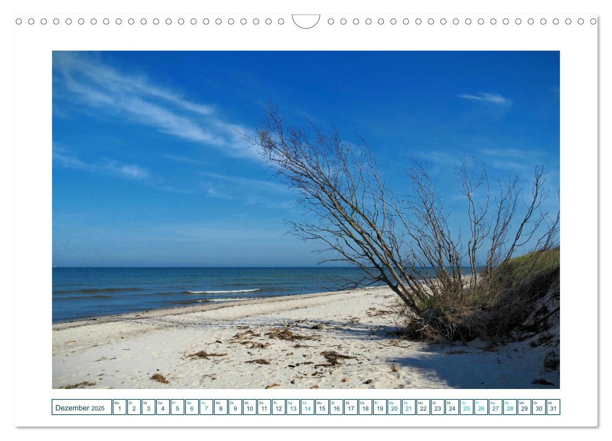 Bild: 9783457242162 | Der Weststrand am Darß (Wandkalender 2025 DIN A3 quer), CALVENDO...