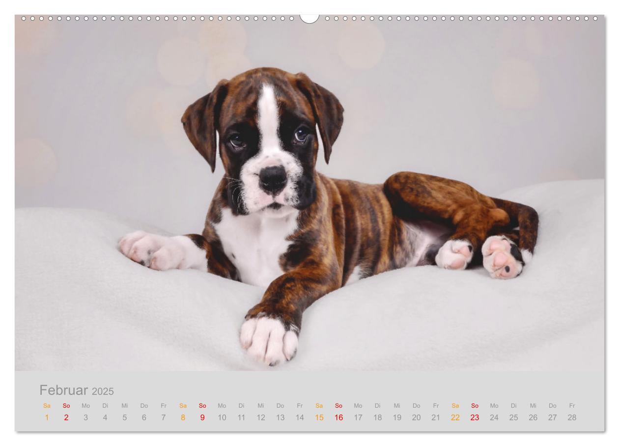 Bild: 9783457226179 | Boxer Welpen einfach zuckersüß (Wandkalender 2025 DIN A2 quer),...