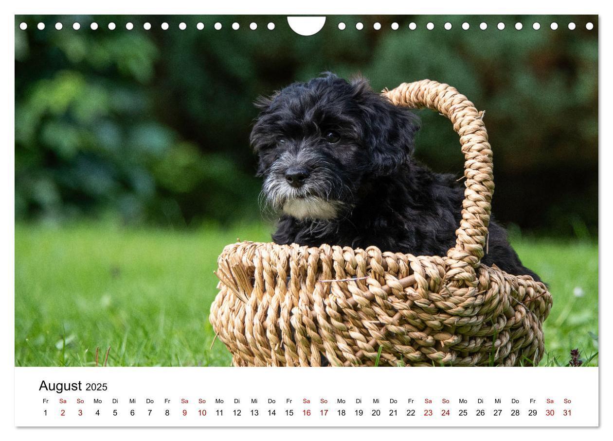 Bild: 9783435038350 | Maltipoo Welpen (Wandkalender 2025 DIN A4 quer), CALVENDO...