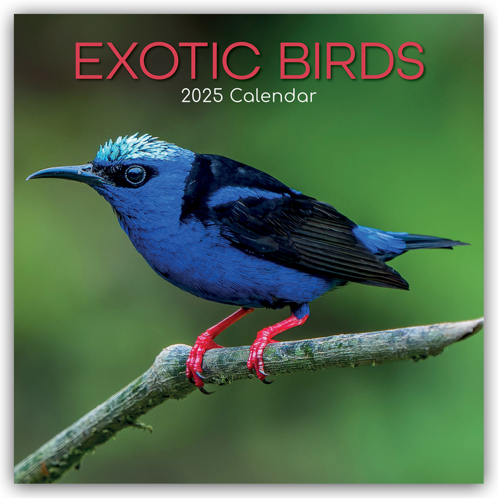 Cover: 9781835360385 | Exotic Birds - Exotische Vögel 2025 - 16-Monatskalender | Ltd | 14 S.