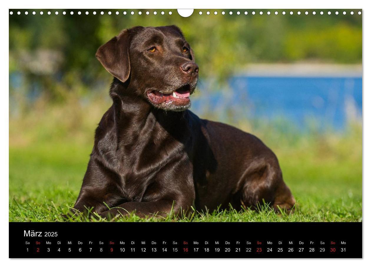 Bild: 9783435761319 | Labrador Retriever 2025 (Wandkalender 2025 DIN A3 quer), CALVENDO...