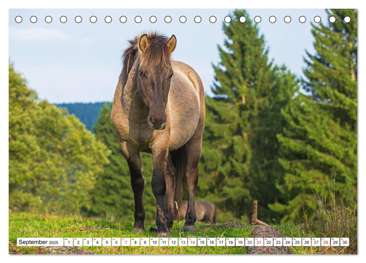 Bild: 9783435572434 | Konik - Frei geboren (Tischkalender 2025 DIN A5 quer), CALVENDO...