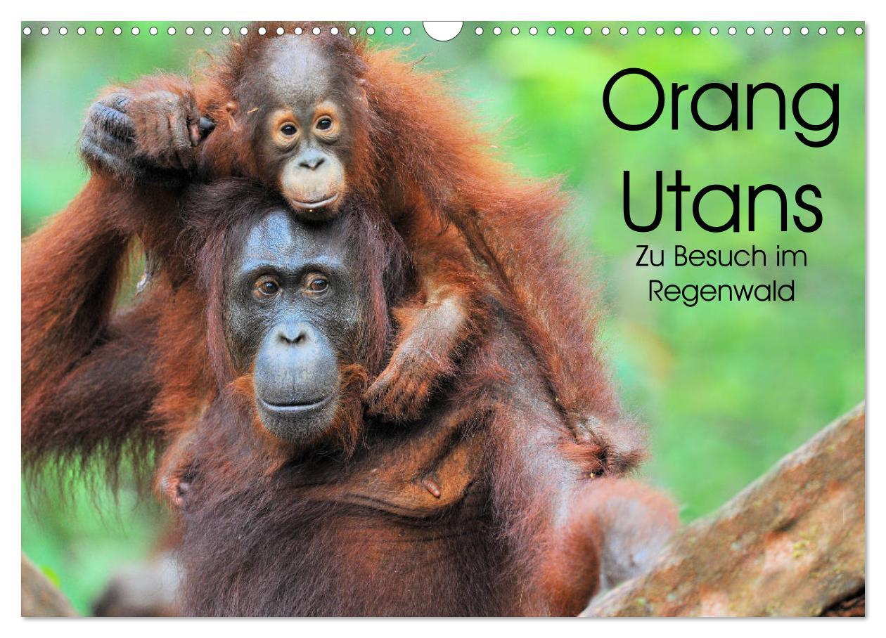 Cover: 9783435227655 | Orang Utans: Zu Besuch im Regenwald (Wandkalender 2025 DIN A3...