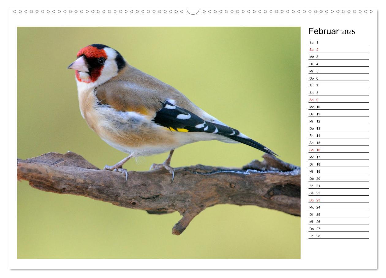 Bild: 9783435471690 | Gefiederte Freunde - Unsere heimischen Gartenvögel (Wandkalender...