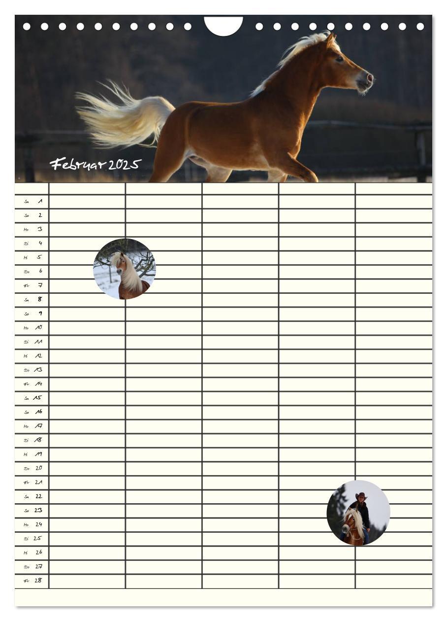 Bild: 9783457014851 | Haflinger Pferde - Stall- und Familienplaner 2025 (Wandkalender...