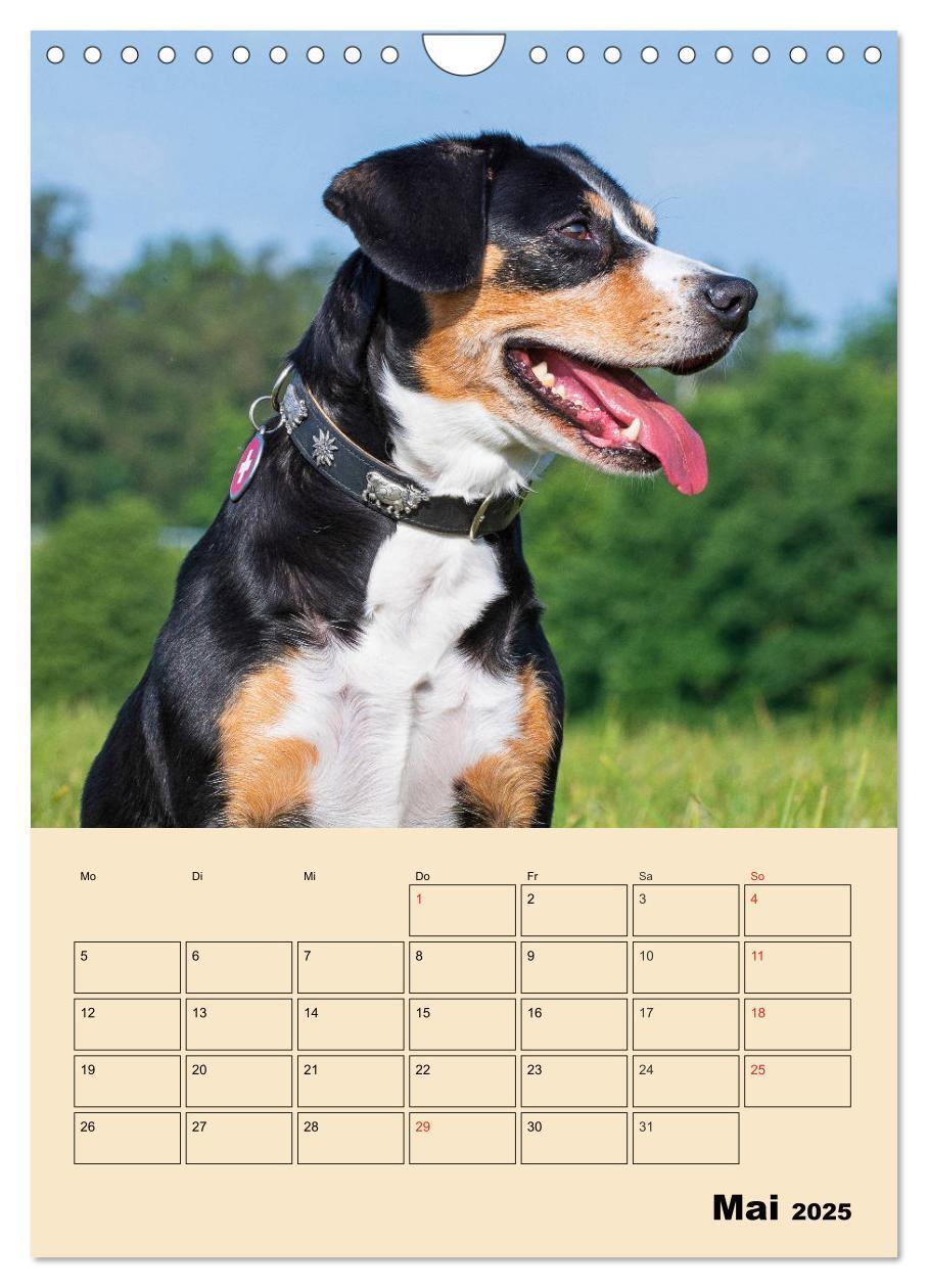 Bild: 9783435959198 | Jahresplaner Entlebucher Sennenhund (Wandkalender 2025 DIN A4...