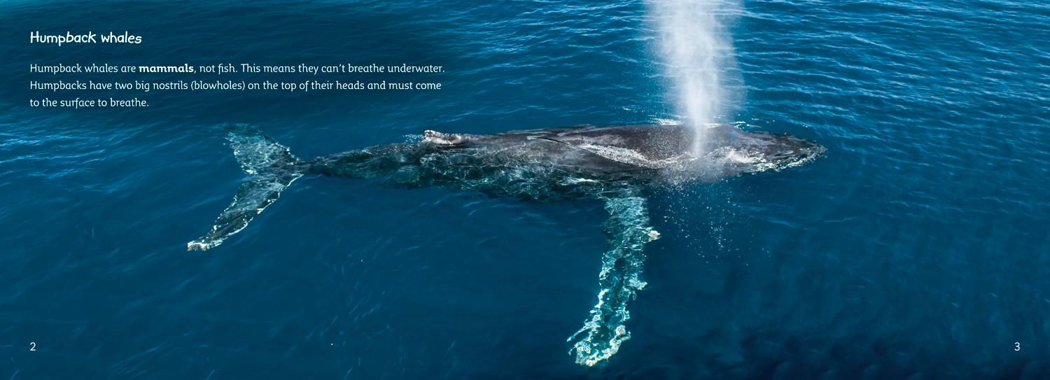 Bild: 9780007461820 | The Journey of Humpback Whales | Band 07/Turquoise | Andy Belcher