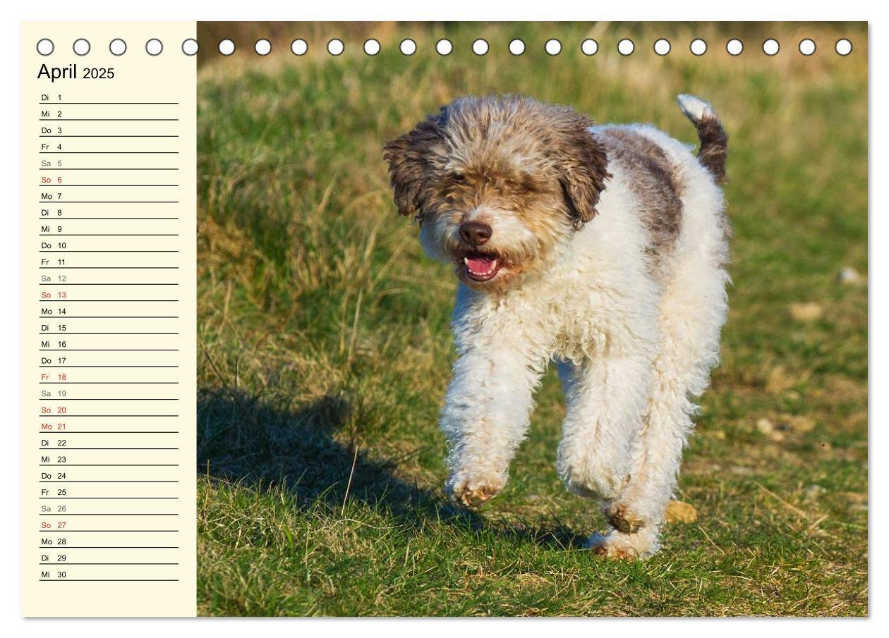 Bild: 9783435543854 | Lagotto Romagnolo - Italienischer Trüffelhund (Tischkalender 2025...