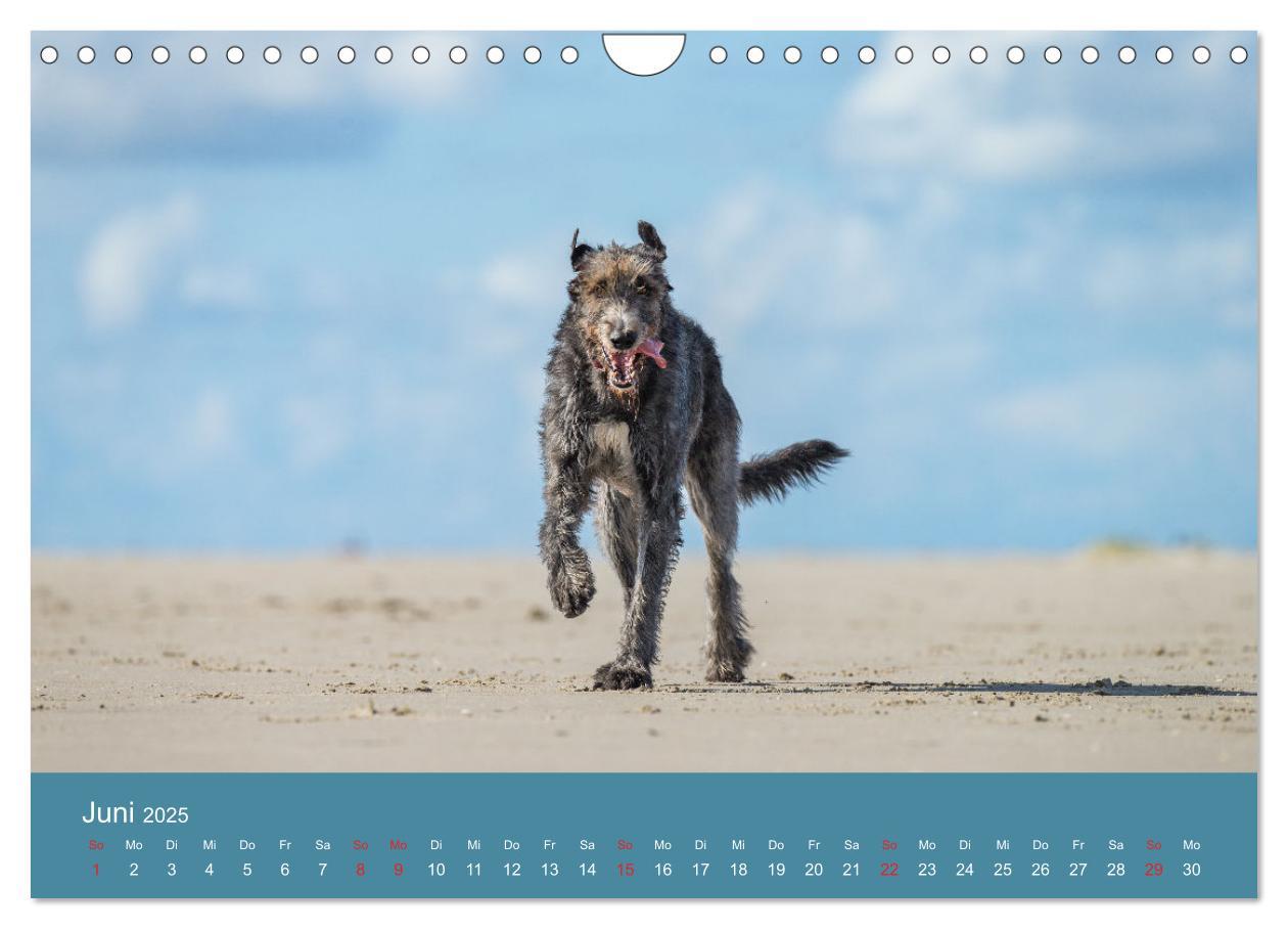 Bild: 9783435425501 | Irische Wolfshunde (Wandkalender 2025 DIN A4 quer), CALVENDO...