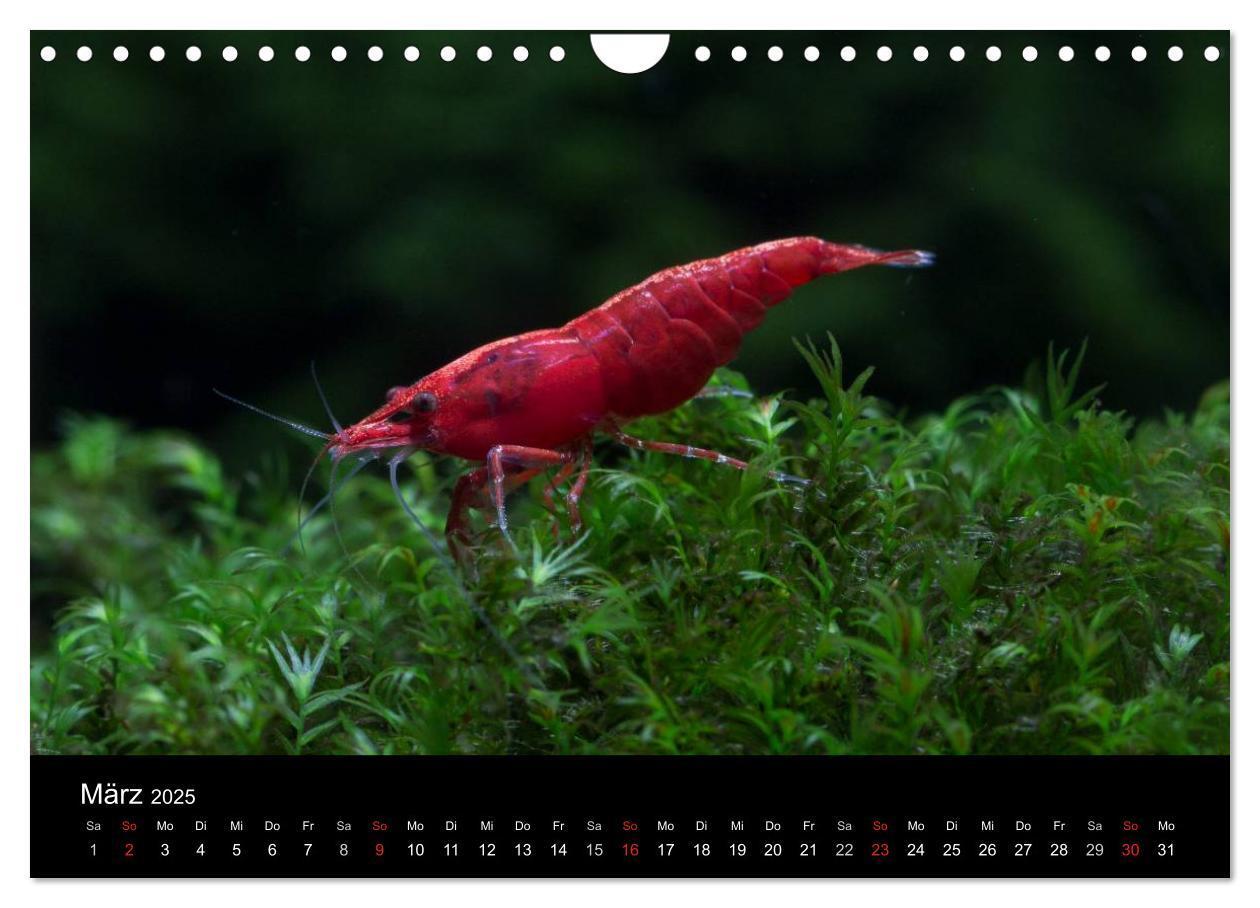 Bild: 9783435562060 | Zwerggarnelen - gepanzerte Juwelen im Aquarium (Wandkalender 2025...